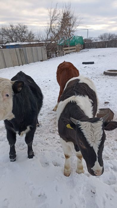 Продам телят 1 бычок 2 тёлочки