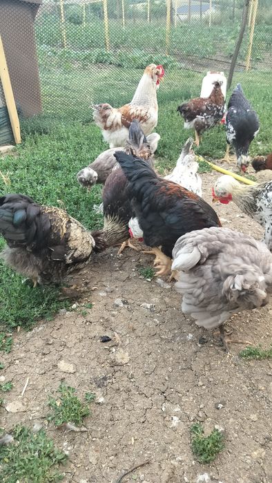 Cocoși tineri disponibili