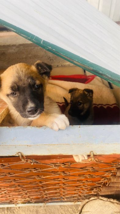 бельгиский малинуа