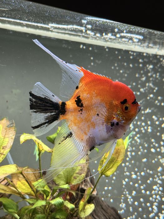 Vand 3 pesti scalari acvariu angelfish