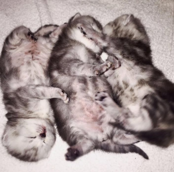 Вислоухие котята