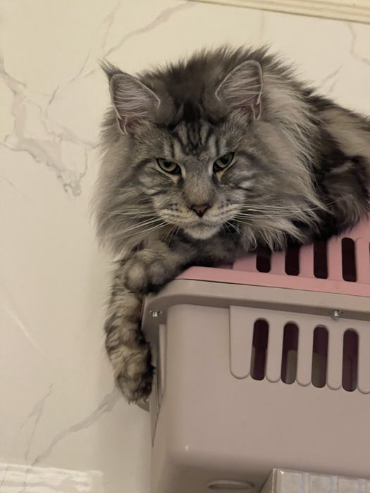 Котик Мейн кун