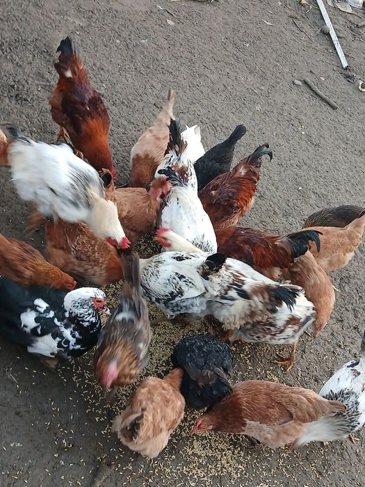 Puicuț și cocoși de vânzare