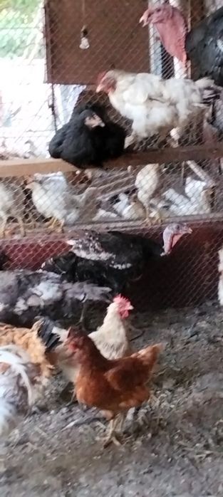 Продам индюков самца и 3самки