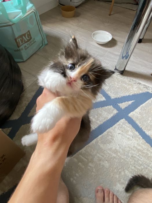 Отдам котят в хорошие руки