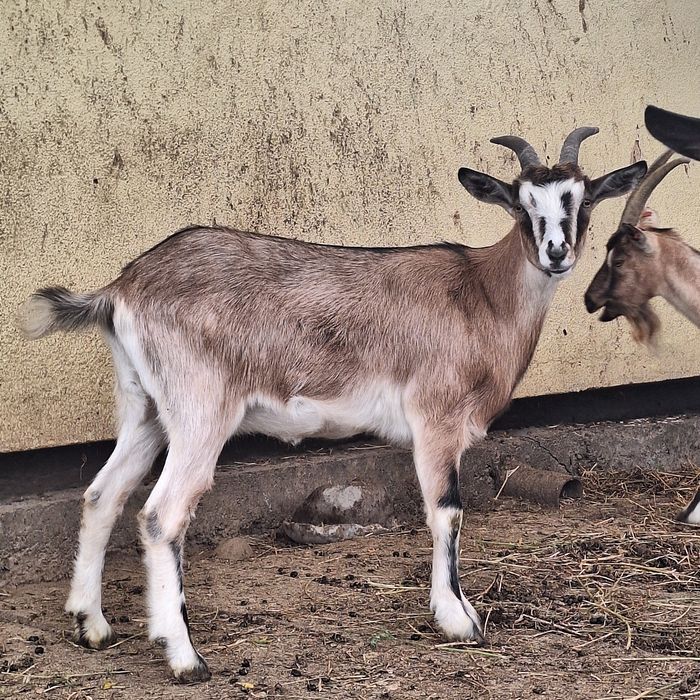 Capră alpină franceză