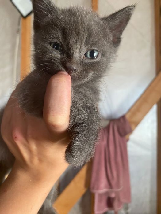 Котята британского голубого