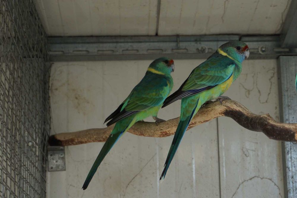 Papagali bernard , barnardius , kragen