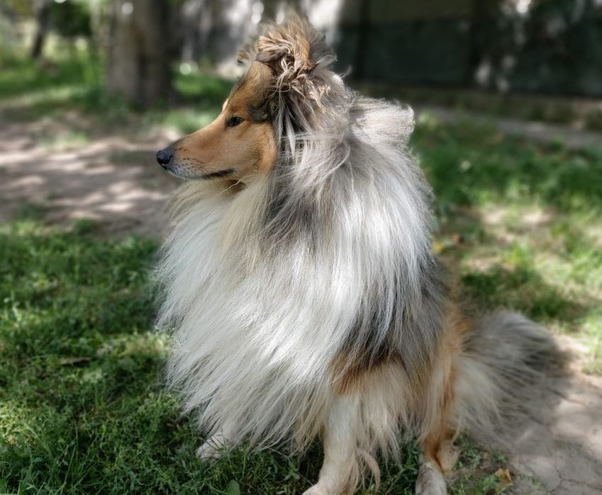 Колли ищет невесту. Колли. Вязка