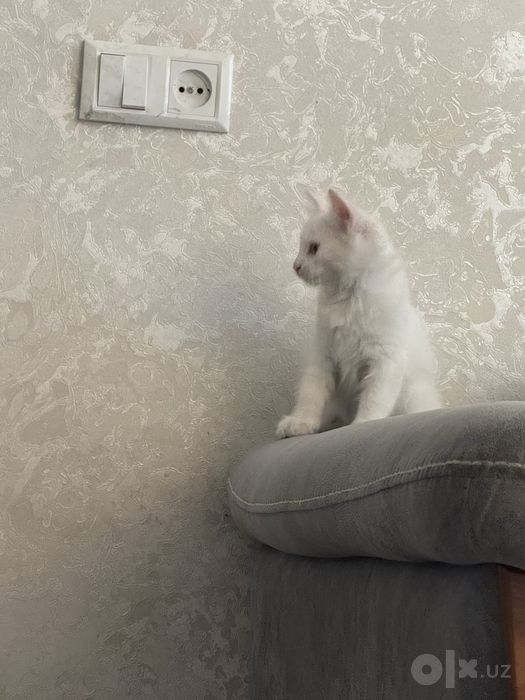 2 oylik oq mushukcha