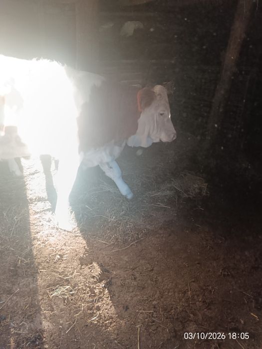 Vând vițele prețul se face la telefon