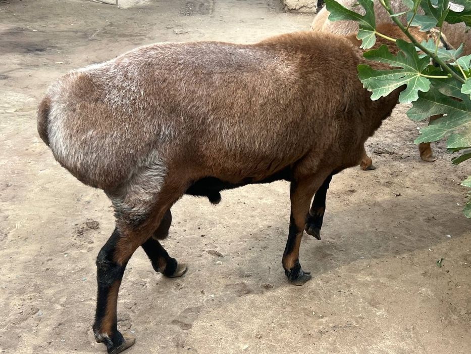 Куелар Хар хил маросимлар учун