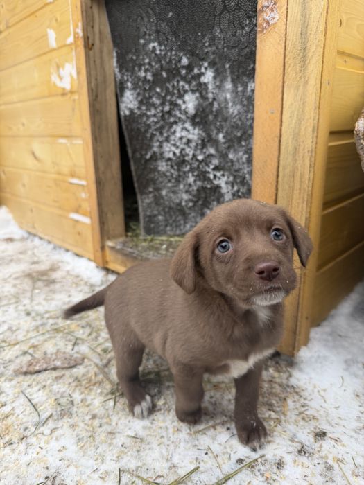 Отдам щенят в добрые руки!