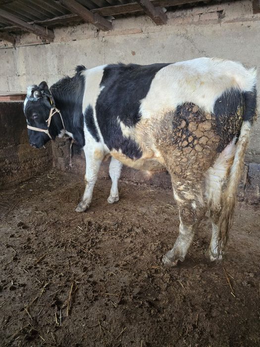 Бука сатылады 2 жасар