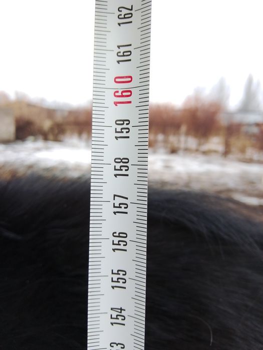 Айғыр 2021 құлыны...