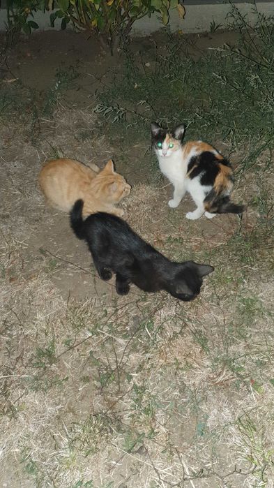 Малки котета – различни шарки