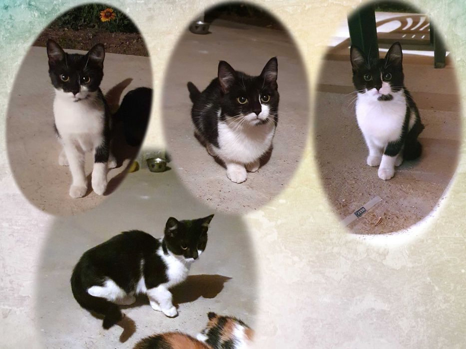 Малки котета – различни шарки