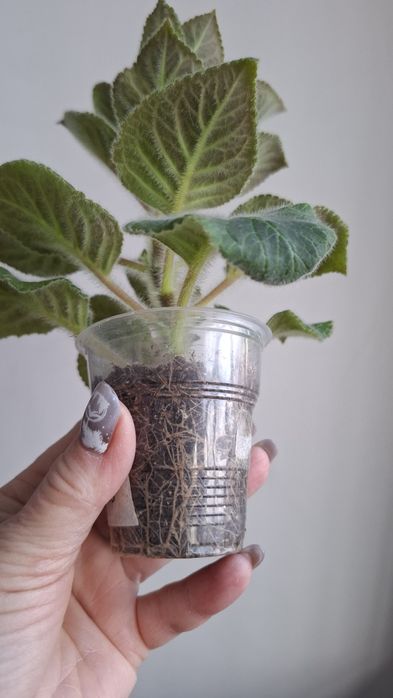 Укорененные черенки колерии