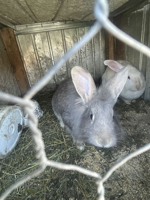 Vând iepurii si iepuroaice gestante