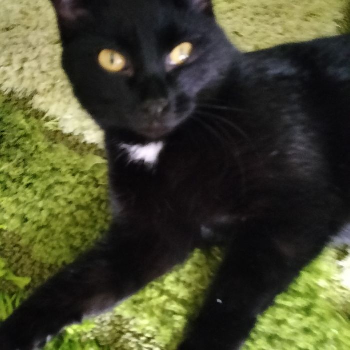 Стериллизованная, привитая молодая девочка ищет лучшую семью