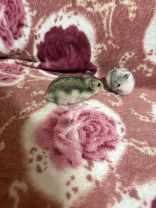 Vând pui de hamsteri pitici