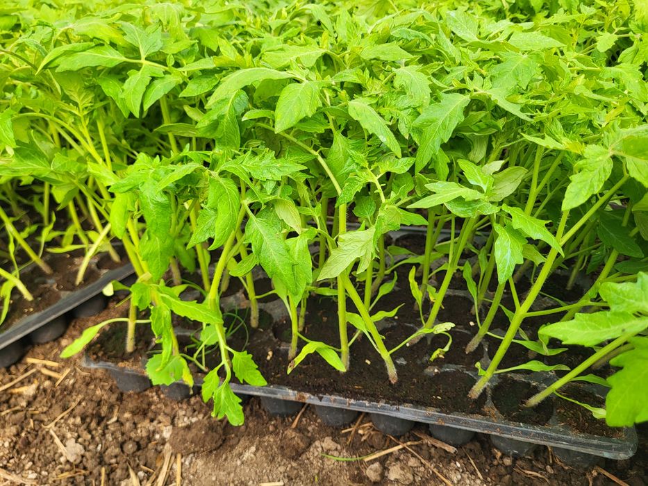 Vând rasaduri tomate,ardei,castraveti din samanta certificata.,dovlecei,vinete