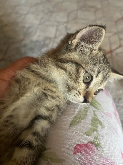 Скотиш фолд котенок