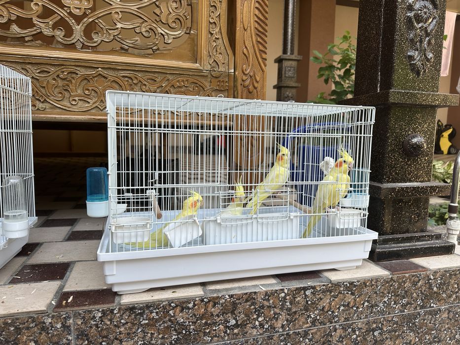 Продаются кореллы