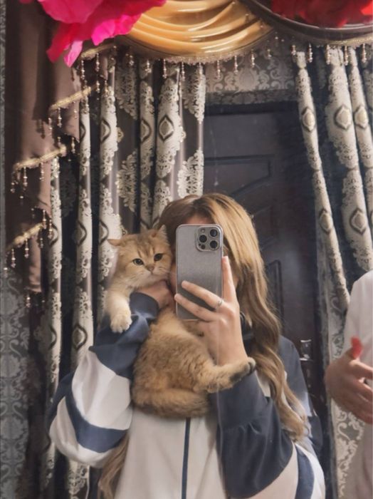 Вязка золотая шиншила