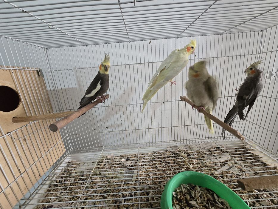 Продаётся кареллы с клеткой