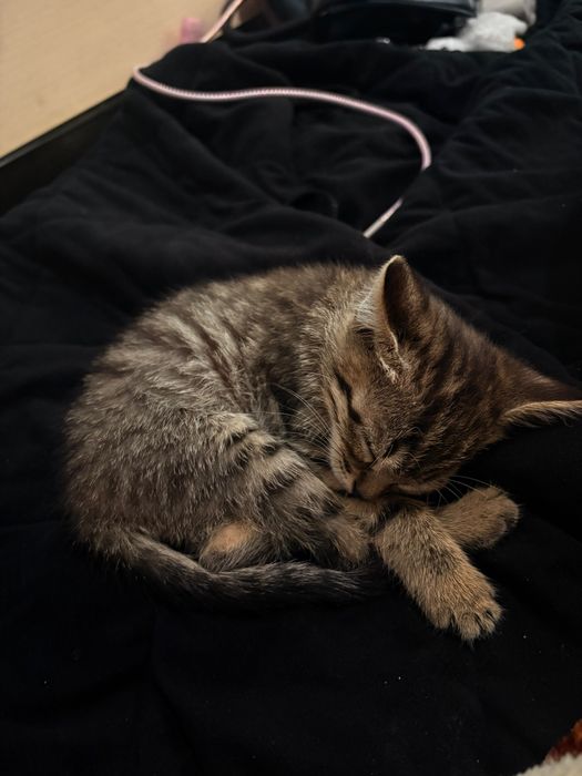Котенок , отдам даром !