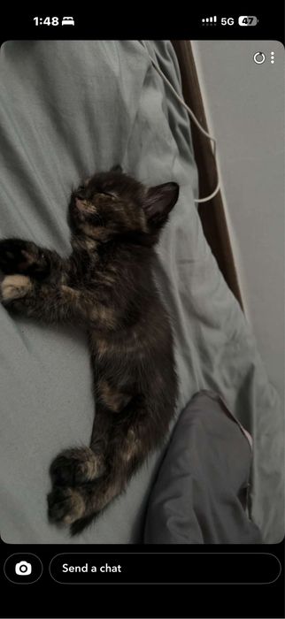 отдам котят домашних