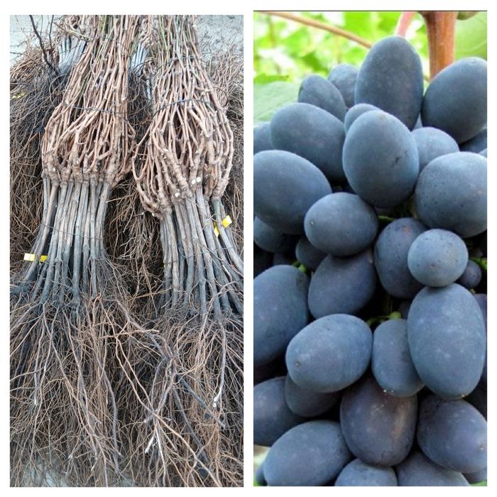 Butasi vita de vie hibrid