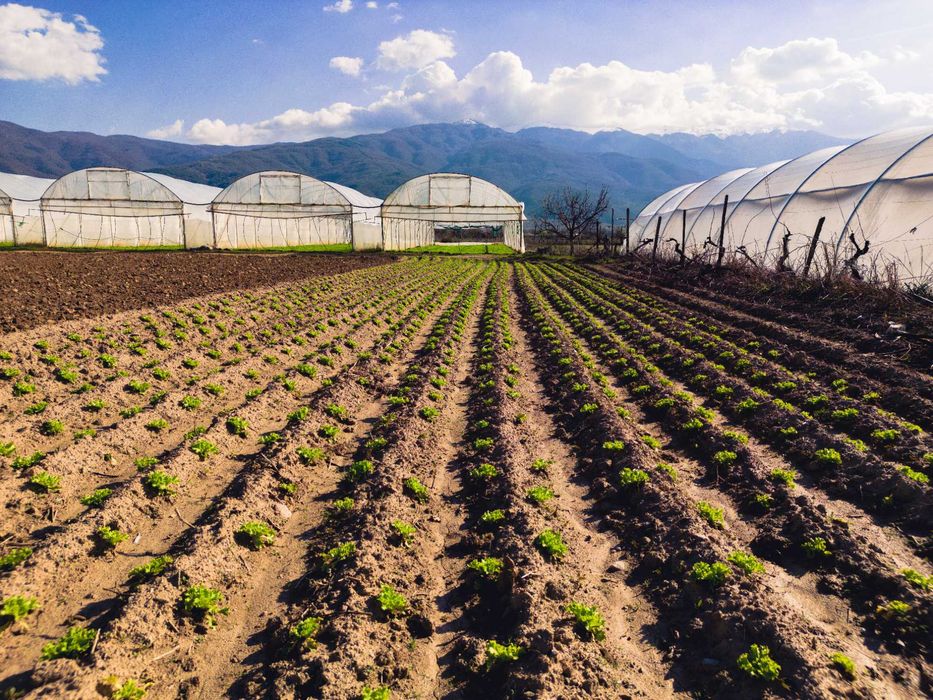 Продава се Земеделски имот в Петрич -  кв.м за 13 €/дка - Снимка #6