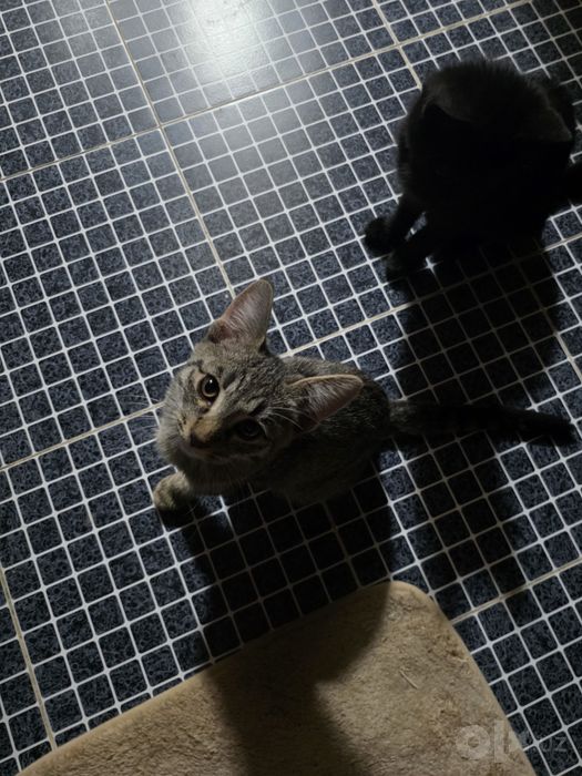 Котята, 3 месяца, бесплатно