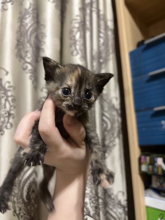 отдам котят в добрые руки