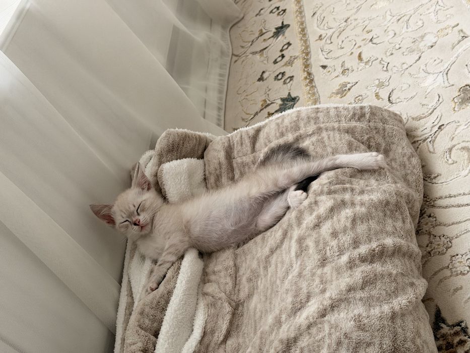 котенок 2 месяца мальчик