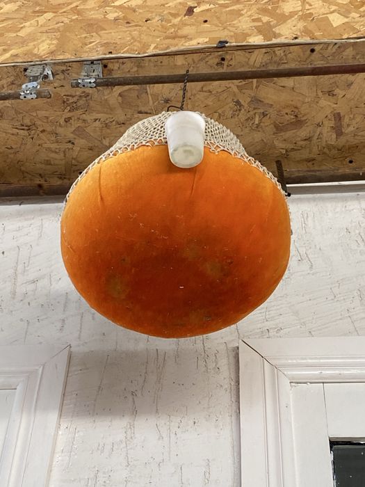 Перепелки поющие дикие