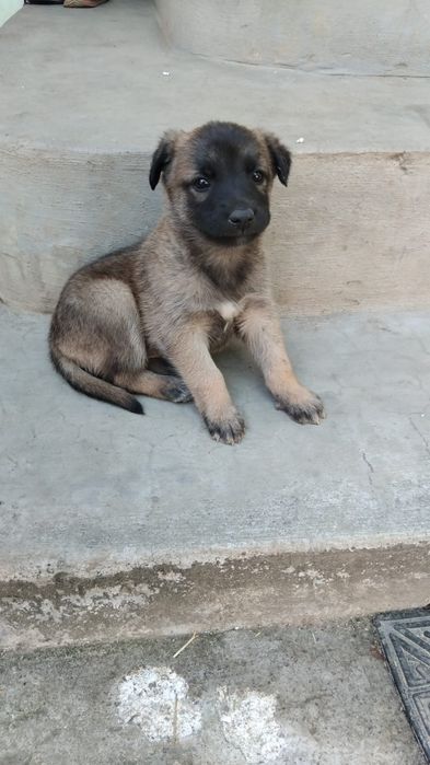 Vand caine ciobanesc belgian