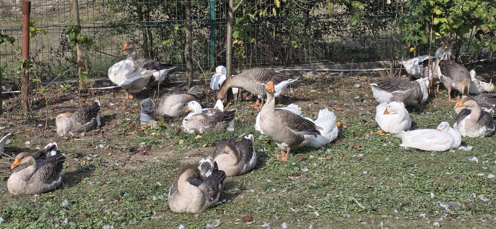 Gaste de vânzare zona Oituz/ Bacau