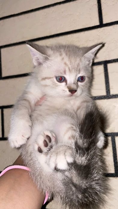 mushu bolasi oq shinshila