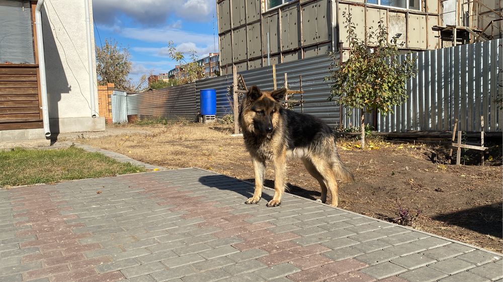 Восточноевропеиская Овчарка на вязку