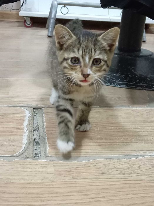 Котенок, девочка, очень  красивая