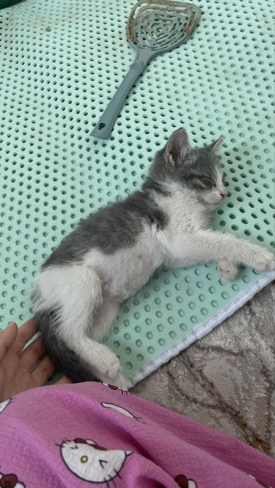 Котенок возраст 1 месяц