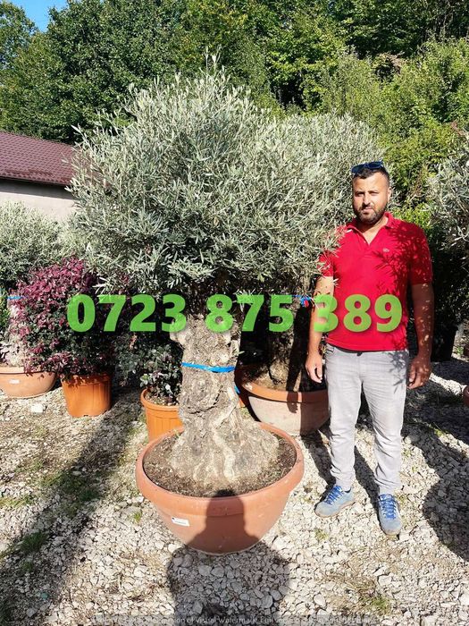 Plante Decorative de Vârf – Vizualizare Live la Expediere