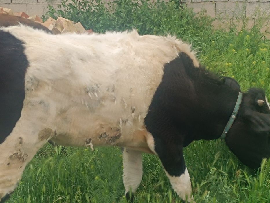 Продам двух телок,полторашки