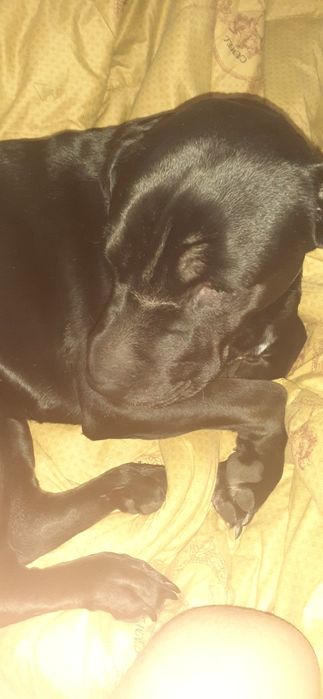 Стафир+кани корса