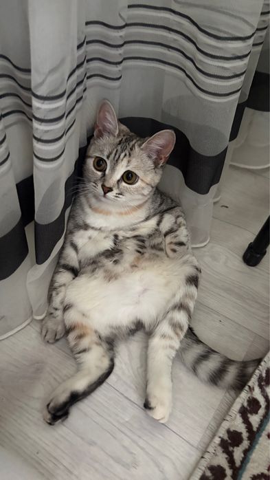Отдам в добрые руки