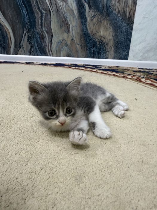 Отдам котят в добрые и заботливые руки!