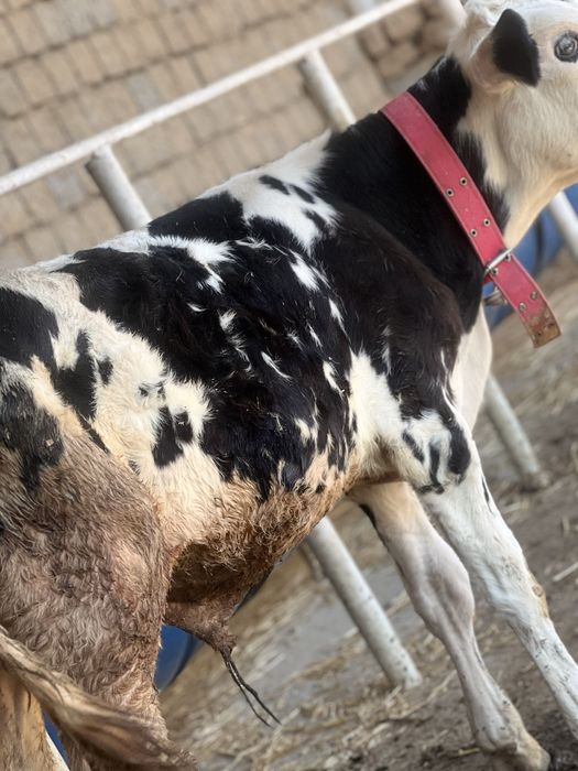 4oyliy buqacha sotiladi smentalga belginski gibrit